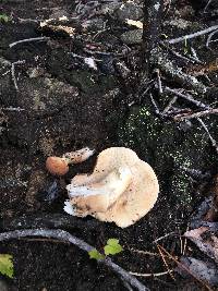 Xanthoconium affine image
