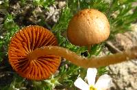 Conocybe coprophila image