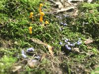 Cantharellus minor image