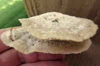 Tyromyces chioneus image