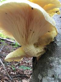 Pleurotus dryinus image