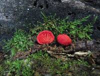 Crepidotus cinnabarinus image