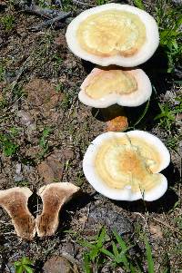 Ganoderma curtisii image