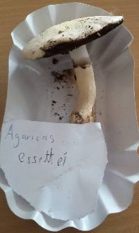 Agaricus silvicola image