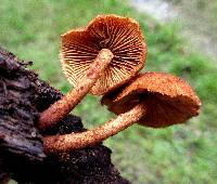 Pholiota granulosa image