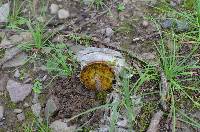 Aureoboletus innixus image