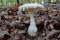 Amanita ravenelii image