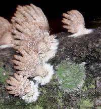 Schizophyllum umbrinum image