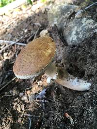 Xanthoconium affine image