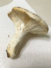 Pleurotus dryinus image