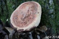 Laetiporus persicinus image