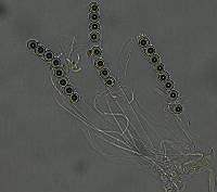 Pulvinula archeri image