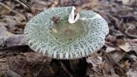 Russula parvovirescens image