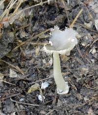 Amanita sect. Vaginatae image