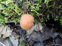 Psathyrella piluliformis image