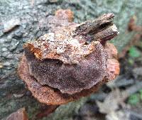 Phellinus gilvus image