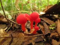 Hygrocybe miniata image