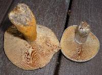 Lactarius chelidonium var. chelidonioides image