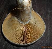 Lactarius chelidonium var. chelidonioides image