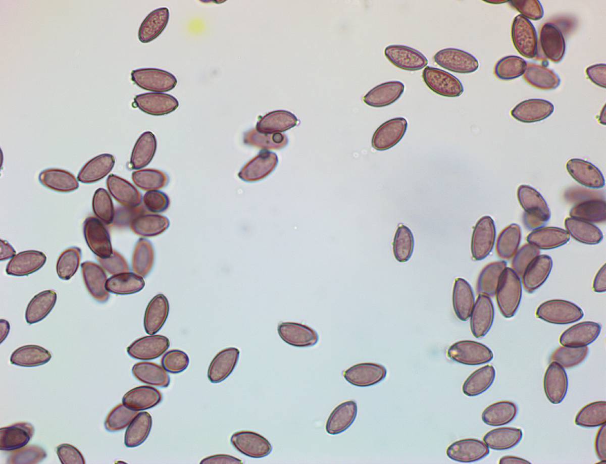 Leratiomyces magnivelaris image