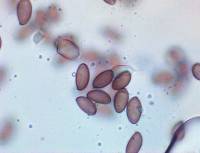 Leratiomyces magnivelaris image