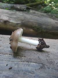 Megacollybia rodmanii image