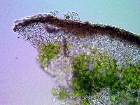 Acarospora elevata image