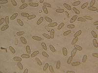 Inocybe arthrocystis image