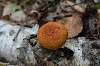 Pholiota granulosa image