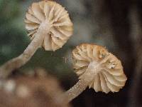 Dermoloma pseudocuneifolium image