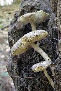 Megacollybia rodmanii image