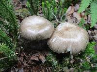 Megacollybia rodmanii image
