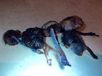 Psilocybe subaeruginosa image