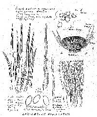 Ascobolus equinus image