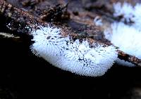 Ceratiomyxa fruticulosa var. fruticulosa image