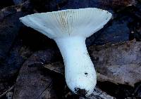 Russula viridis image