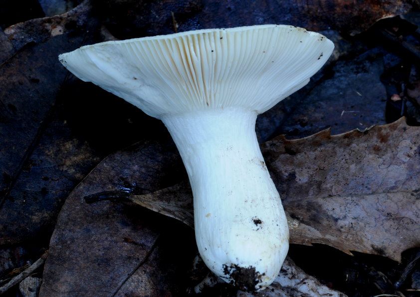 Russula viridis image