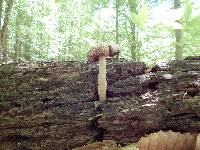 Megacollybia rodmanii image