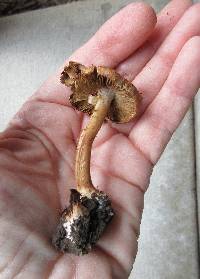 Inocybe adaequata image