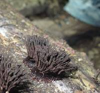 Stemonitis splendens image