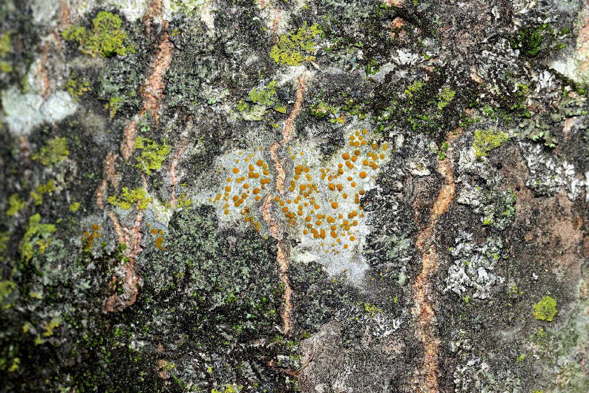 Caloplaca holocarpa image