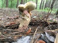 Boletus subcaerulescens image