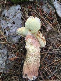 Boletus subcaerulescens image