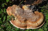 Ganoderma curtisii image