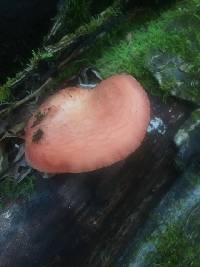 Rhodotus palmatus image