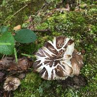 Megacollybia rodmanii image