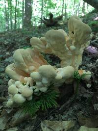 Laetiporus cincinnatus image