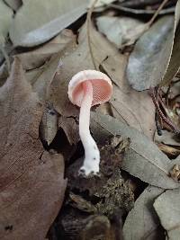 Inocybe leptoclada image