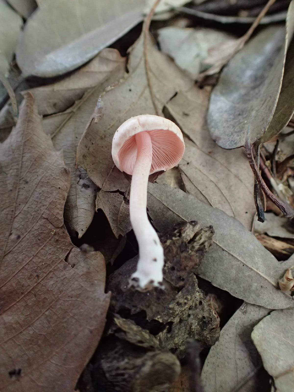 Inocybe leptoclada image