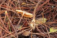 Marasmius cohaerens image